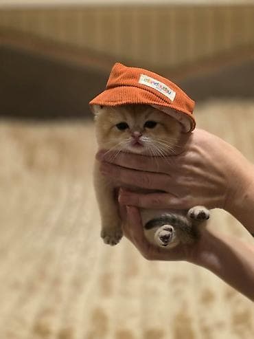 pisiy qabi: Britan — 6