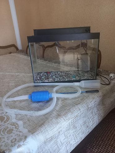 Gəmiricilər: Akvarum satılır 40 selqiledir lazim üçün fso — 7