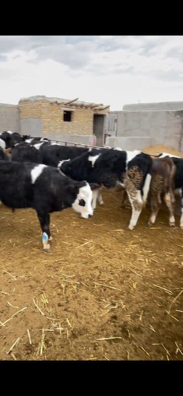 Atlar: Satışda – müxtəlif rənglərdə və yaşlarda dana qrupı. Xüsusiyyətlər: - — 6