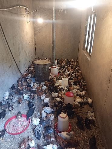 yaponka cucəsi: Toyuq cücələri, Ətlik, Ödənişli çatdırılma — 2