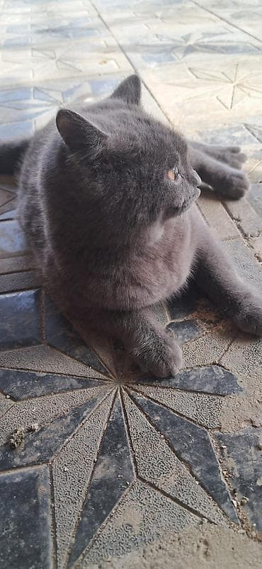 Quşlar: Britan, Dişi, Yaxşı əllərə, Ünvandan götürmə — 3