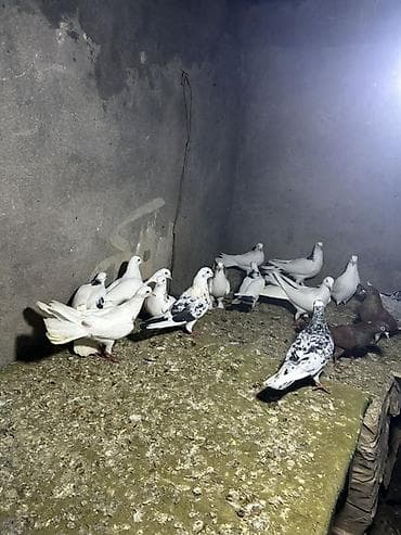 Digər heyvanlar: Salam kom 7 manatdan tek tek ferqli qiymetdi — 1