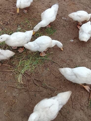 ördək balası və cücə: Salam sağlam heyvanlardı. Ətlik və yumuttalıq cinsidir .3ayları tamam — 4