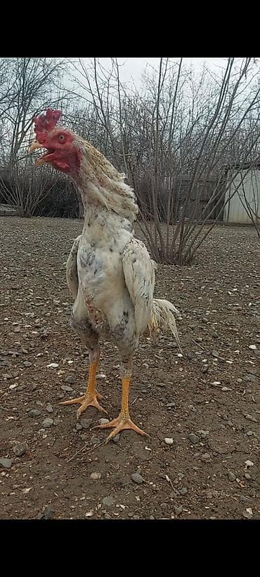 kənd toyuğu: Salam. Temiz plimut cinsi 8 ayliq beçə satilir. cox temiz cinsdi — 2