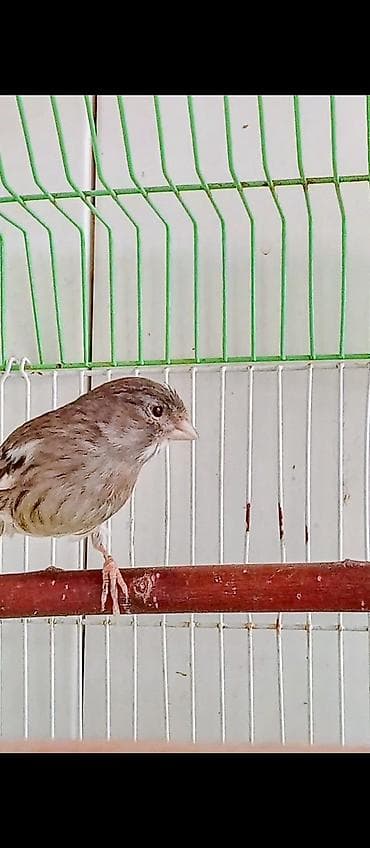 Птицы: 1 yaşınnda cüte hazır qızğın maya — 3