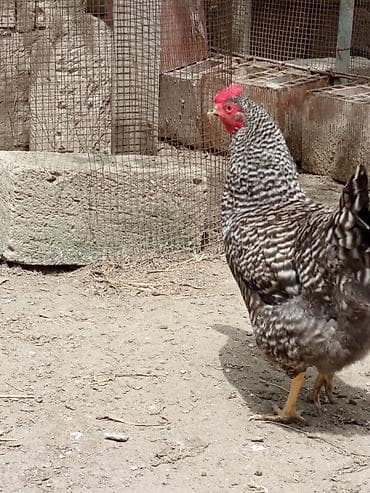 sibirya kurdu: Toyuq, Damazlıq — 3