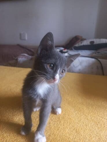 домашние котята добрые руки: Tabbi, Yaxşı əllərə — 2