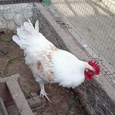 Xoruz, il: <1, Ünvandan götürmə