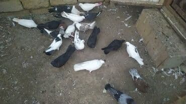 İtlər: Salam 24.25 qusdu hamsi tam saglamdi hopdum biri 2 manatdan bos bos — 4