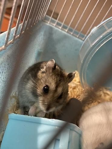 Hamsterlər – iki ədəd (biri 3azn)erkek və dişi - Növ: cırtdan (Dwarf)