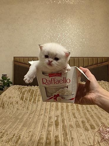 pişiylər: Britan — 9