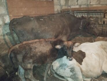 satılık dana saray: Süd inəyi buzovla birlikdə - Növ: yerli süd istiqamətli inək - Rəng — 1