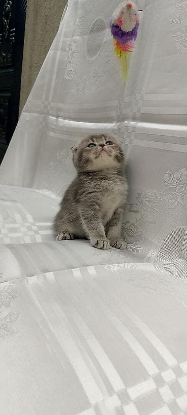 siyan pişiyi: Şotland — 4