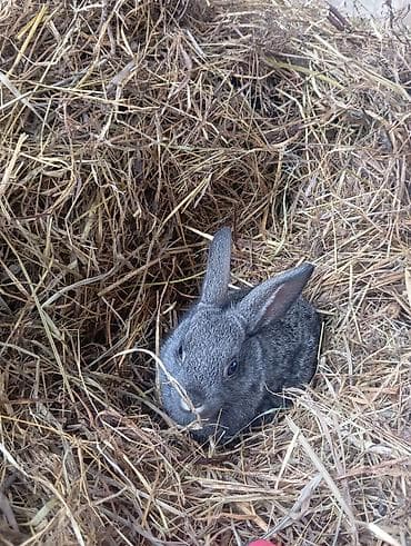 Quşlar: Heyvan: Dovşanlar (bir neçə fərqli rəng və tip) Təsvir: - Seçimlər — 9