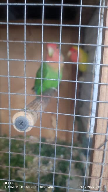 Рыбы: Allah haminin malna bereket versin !!! Nerazluçnik sevda quşu hazir at lalafo.az — 6 Рыбы: Allah haminin malna bereket versin !!! Nerazluçnik sevda quşu hazir — 6