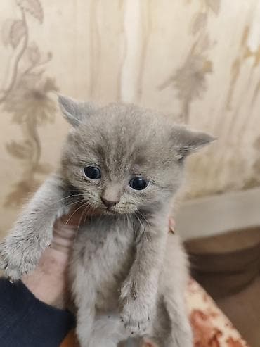 Digər heyvanlar: Britan — 7