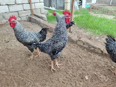 xarkov sortu toyuq: Məhsul: Xarkov xoruzlari.6 aylig — 3