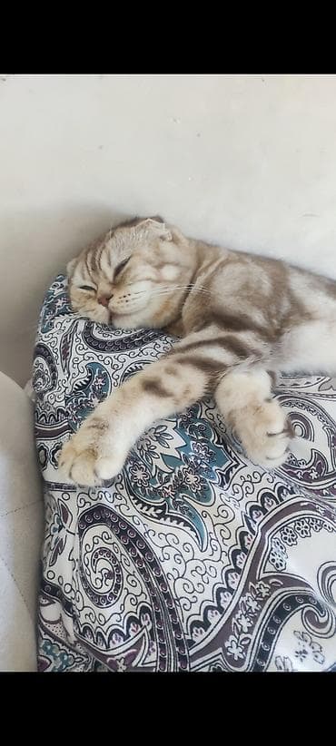 Şotland yastı qulaq