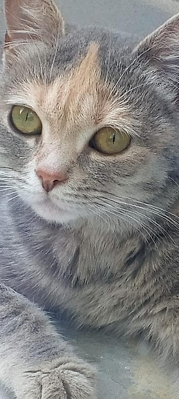 Dişi, Yaxşı əllərə, Ünvandan götürmə