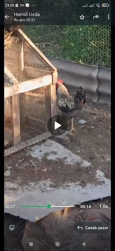 Məhsul: Xoruz (ağ-qara naxışlı, iri qırmızı daraqlı) Kend beceleri 6