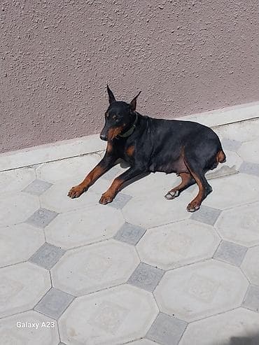 Doberman, 2 ay