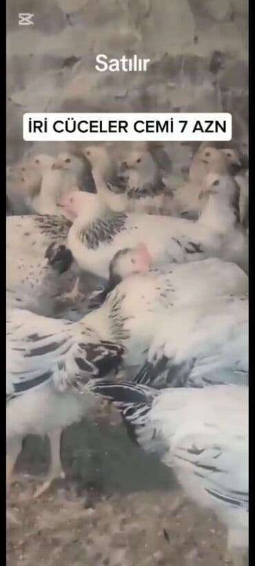 serebrist cuceler: Toyuq cücələri, Ətlik — 2