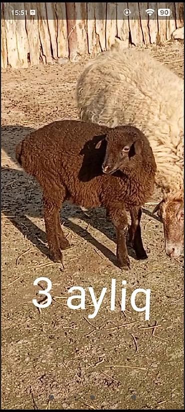 dovsan yemi: Quzu, Dişi, ay: 3, Damazlıq — 2