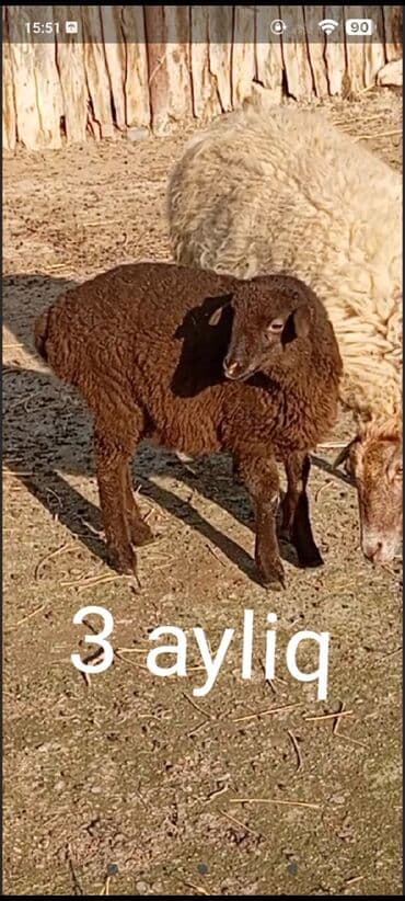 Digər heyvanlar: Quzu, Dişi, ay: 3, Damazlıq — 3