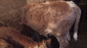 Zaslonkalar: Məhsul: Dana (bir neçə baş) salam dana satılır 5 baş Təsvir: - — 2