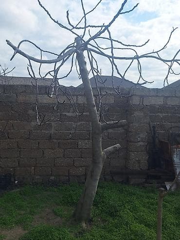 Əncir – həyət üçün meyvə ağacı - Növ: Əncir(qara əncir) - Təxmini