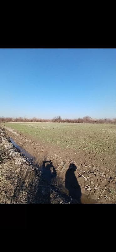 100 sot, Kənd təsərrüfatı