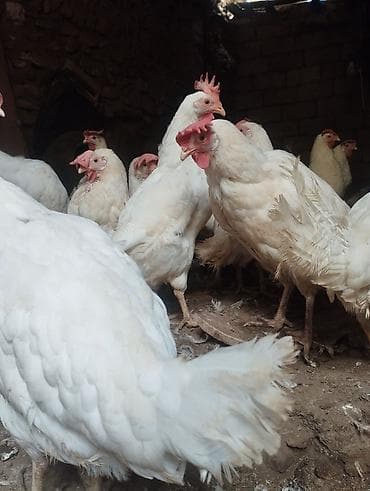 toyug fermasi: Toyuq, Liqorin, Yumurtalıq — 2