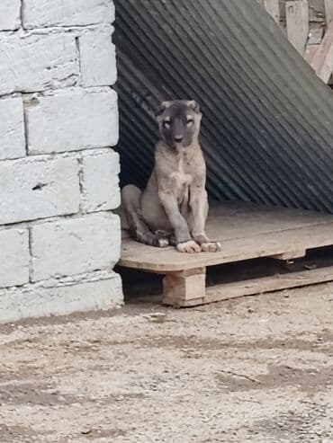 afçarka itlər: Kanqal — 3