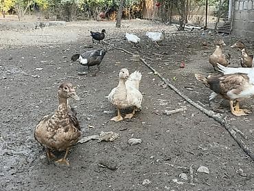 akvarium satılır: Dişi, | Lal ördək, Damazlıq — 3