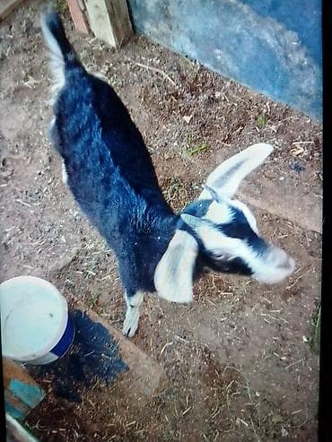 golden goat: Salam tam sağlam disi çepiş satilir üçemdiler ikisi satilib anasi — 2