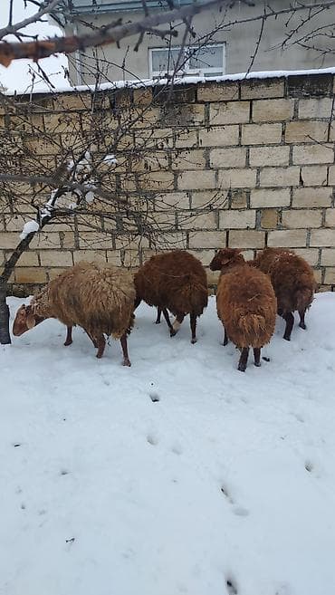 qaz satilir: Məhsul: 4 dene qoç satlir

Təsvir:
diri cekiler 37-50 kilo — 3