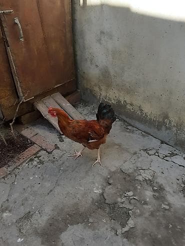 Другие с/х животные: Петух, лет: <1 — 2