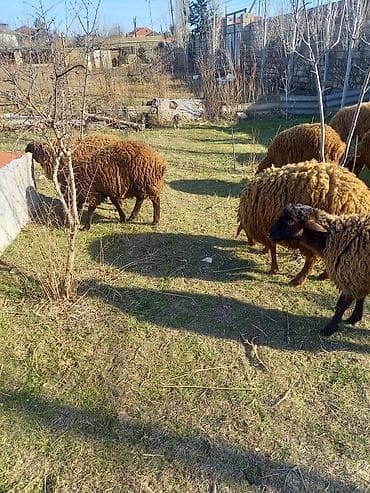 Qoyunlar satilir