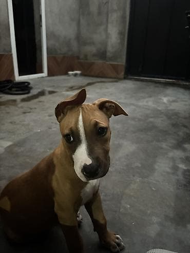 pitbull balaları: Pitbul, 2 ay, Dişi, Peyvəndli, Ünvandan götürmə — 1
