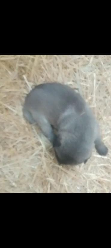 itler pikines type 1: Kanqal 23 günlüy — 2