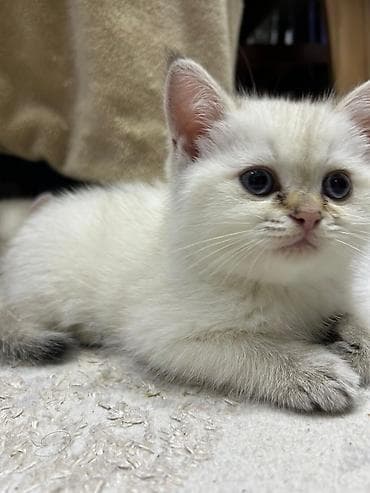 munchkin pişik: Britan — 1