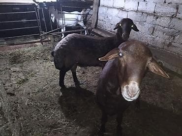 dalmatin satilir: Erkəklər satılır biri 2 yaş + biri 1 yaş + çəkisini təqiq bilmirəm — 5