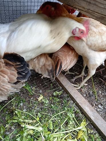 toyuq qəfəsi: Toyuq, Yumurtalıq — 8