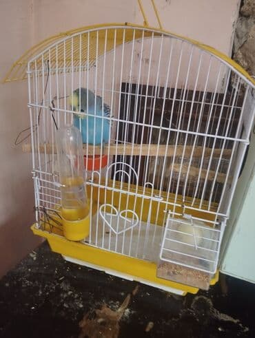 Çaydanlar: Dalmatin və standart rənglərdə dalğıç (dalmaşın) papuqayları – — 4