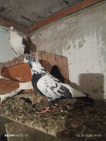 ucuz goyercinler: Qiymət 2-ne aiddir.Qara çil erkekdir cavan,göy poçtadir mayadir,təmiz — 2