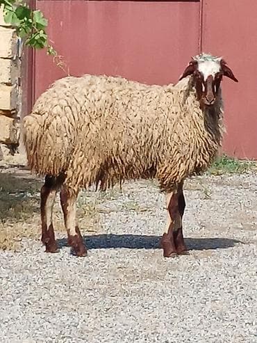 balaca it cinsi: 15 16 kilo eti erkəy — 6