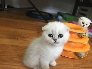 Şinşilla, Erkək, Yaxşı əllərə, Ödənişli çatdırılma