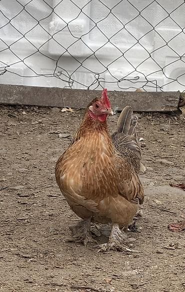 hinduska balasi satilir 2019: Toyuq, Brama, Damazlıq — 1