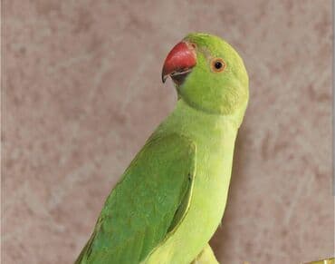 Hazir dişidi 3 yaşı var