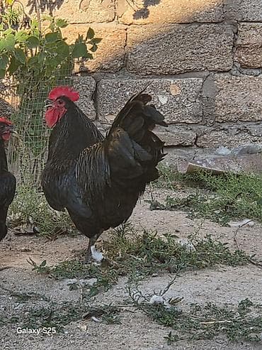 Avstulob satılır 50 manat təmiz qan avstulob
